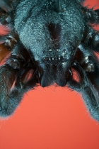 Animals / Tiere