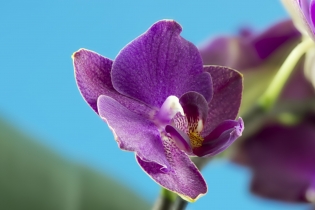 Flowers / Blumen