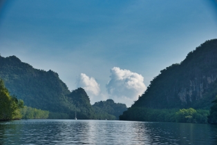 Mangrove