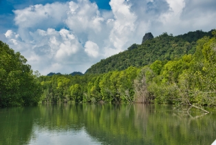 Mangrove
