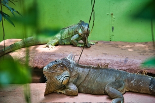 Wildlife Park