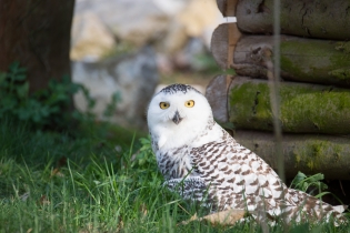 Wildlife